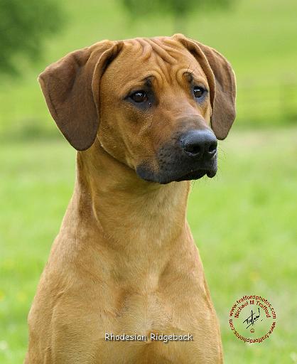 Rhodesian Ridgeback 9M044D-24.JPG